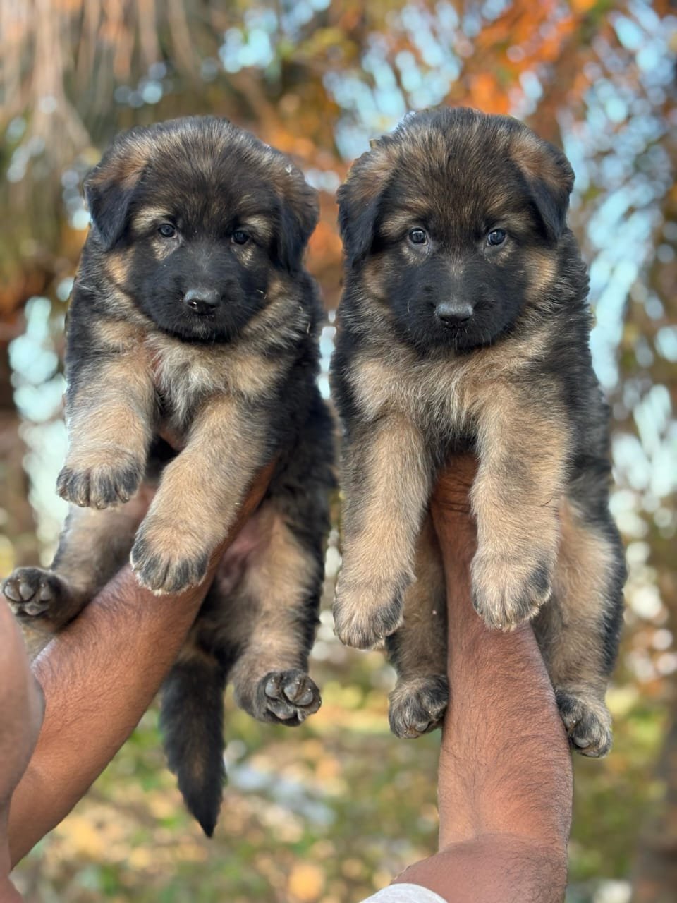 German Shepherd puppies for sale In Mumbai